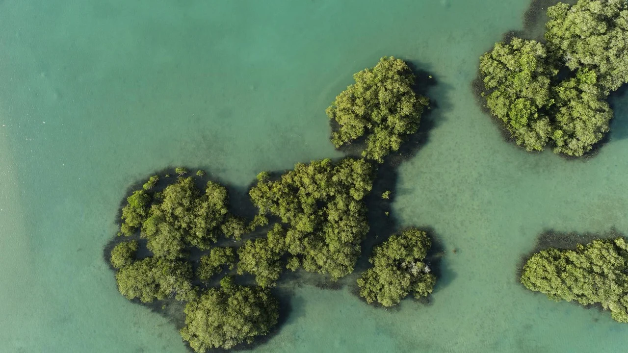 Mangroves along Saudi Arabia's Red Sea coast